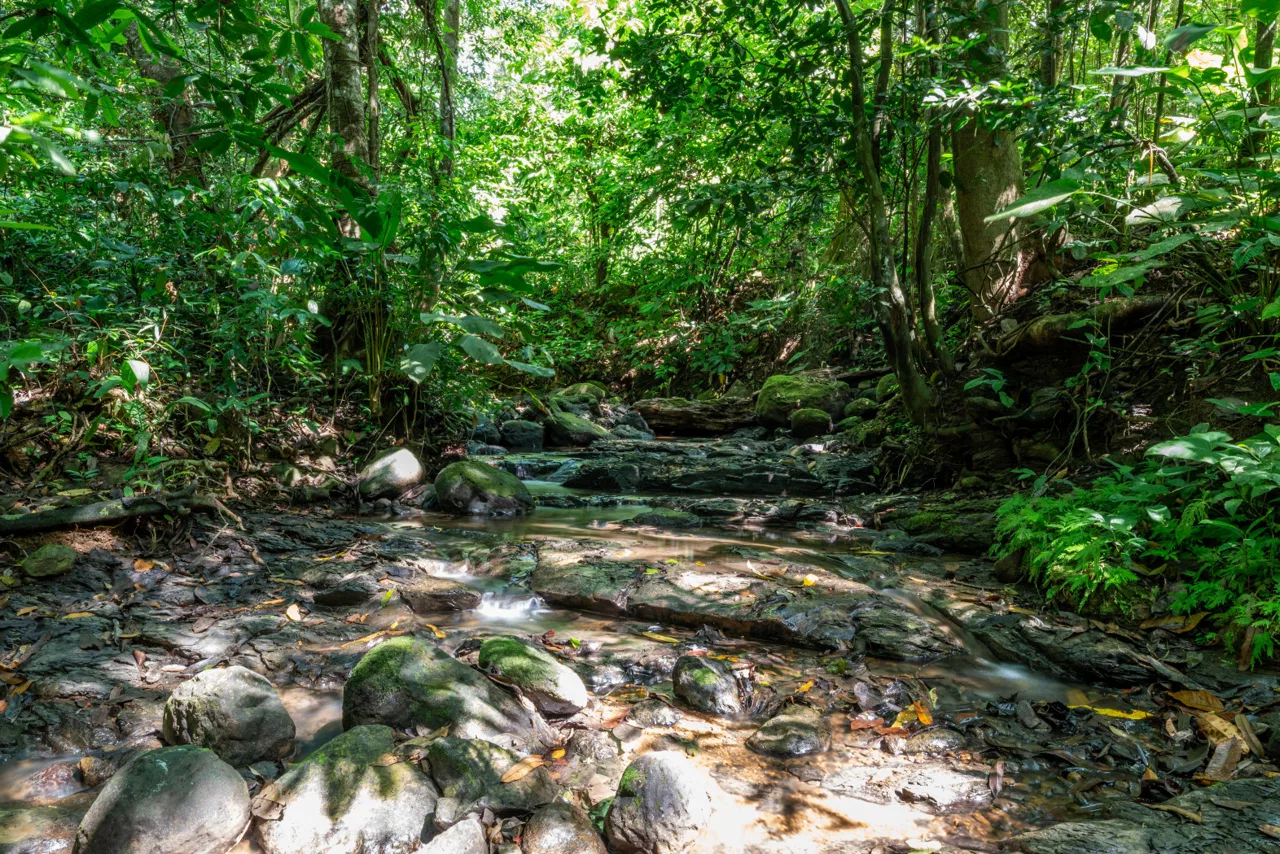 2 SIDE BY SIDE JUNGLE LOTS IN DESIDED PLAYA HERMOSA COMMUNITY – 2.5 ACRES, photo 7
