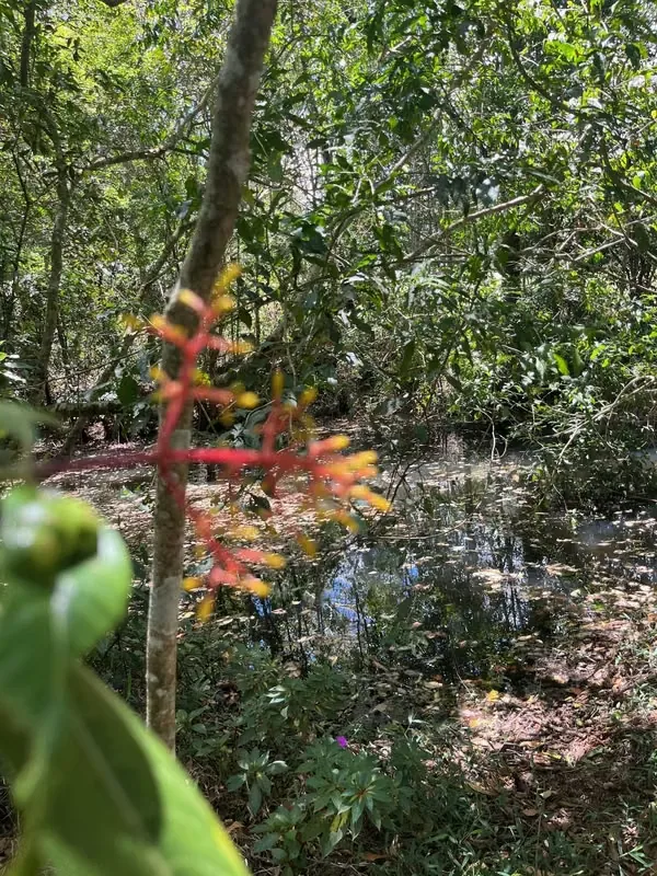 2.1-acre lot (8,486 m² / 91,340 sq ft) in Jardín de Dota, Zona de los Santos, at about 6,560 ft (2,000 m) ..., photo 4