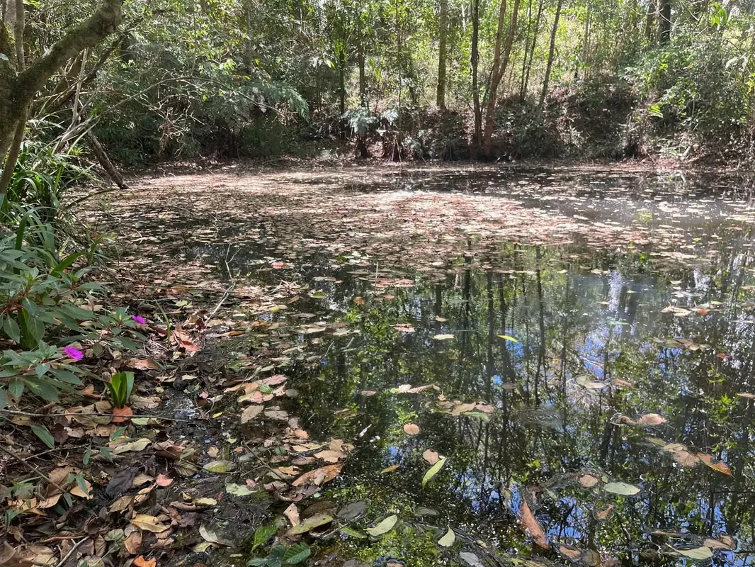 2.1-acre lot (8,486 m² / 91,340 sq ft) in Jardín de Dota, Zona de los Santos, at about 6,560 ft (2,000 m) ..., photo 6