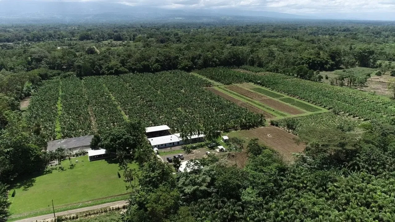 Oportunidad única de inversión en Río Jiménez de Guácimo, Limón. Propiedad agrícola de aproximadamente 111 hectáreas, organizada en 13 bloques y actualmente utilizada como ...