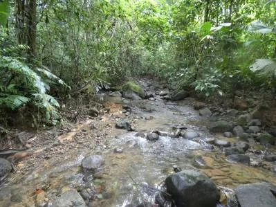 Lote privado en la jungla de Caracara Ridge, bordeado por un río Lote n.° 15, photo 5