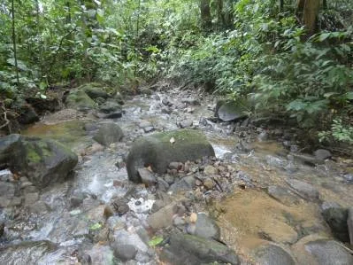 Lote privado en la jungla de Caracara Ridge, bordeado por un río Lote n.° 15, photo 6