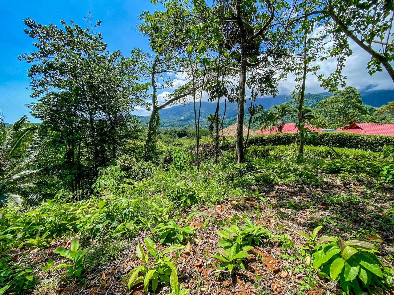 BUILDING PROPERTY WITH MOUNTAIN VIEWS, IN OJOCHAL – 5.75 ACRES, photo 17
