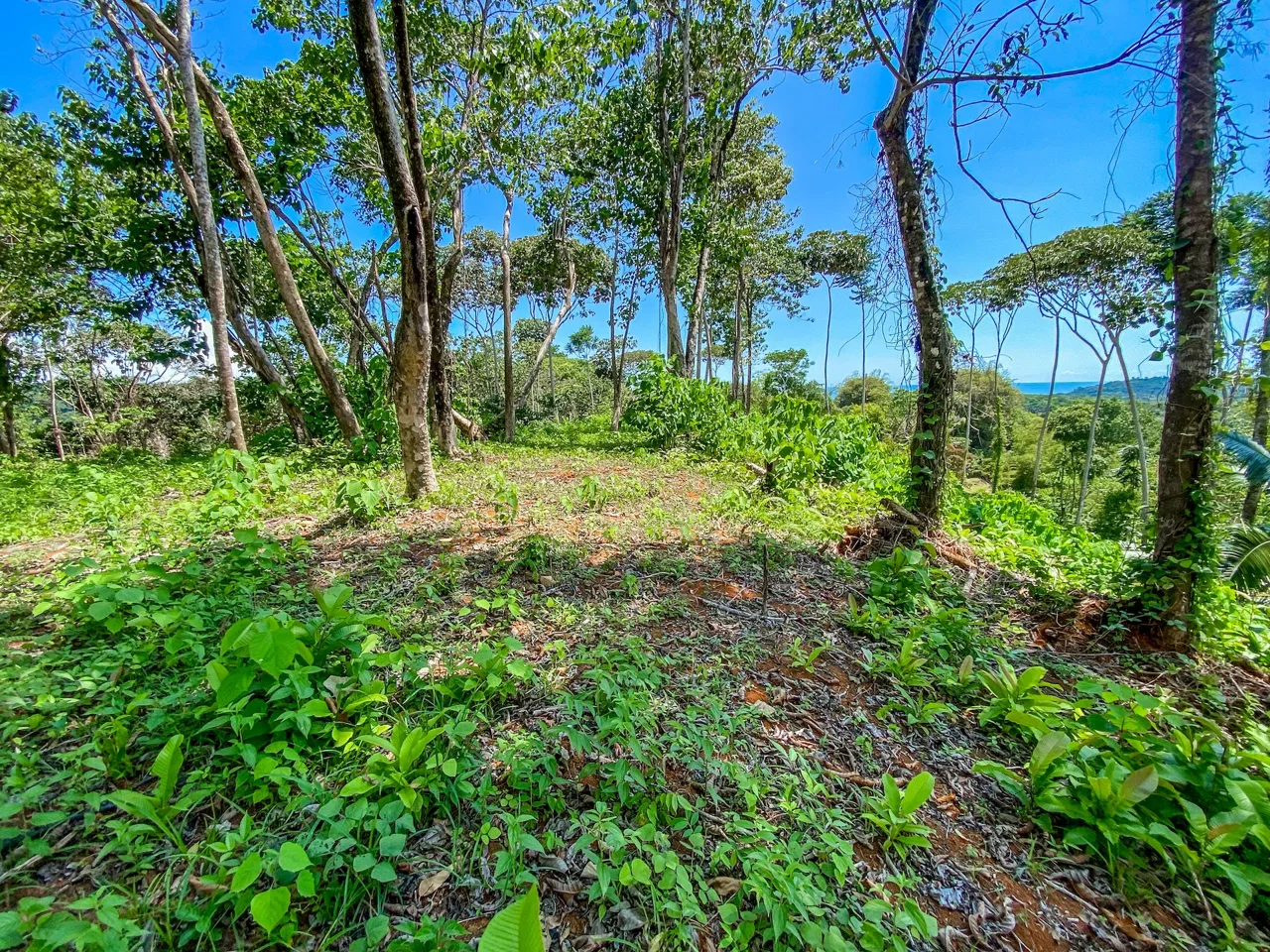 BUILDING PROPERTY WITH MOUNTAIN VIEWS, IN OJOCHAL – 5.75 ACRES, photo 19