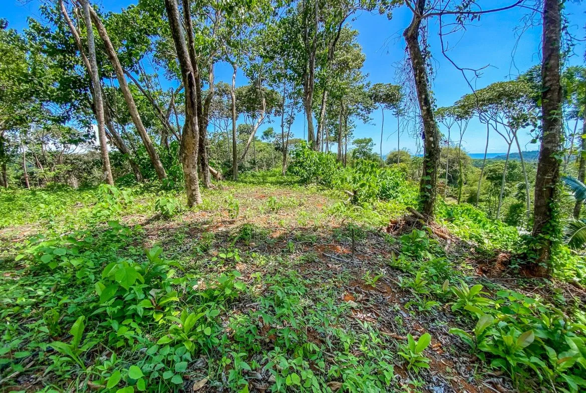 BUILDING PROPERTY WITH MOUNTAIN VIEWS, IN OJOCHAL – 5.75 ACRES, photo 20