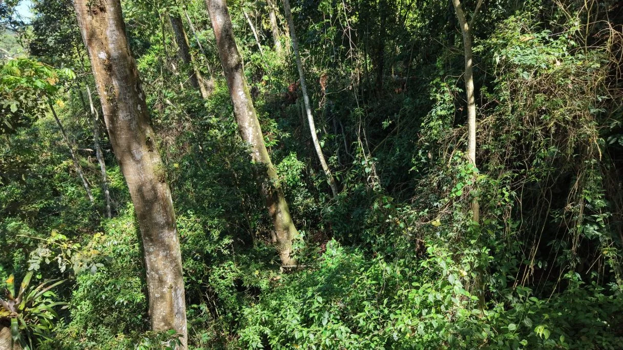 Land for Sale in San Francisco de Rivas: Prime Lot with Paved Frontage near Chirripó River H1, photo 4