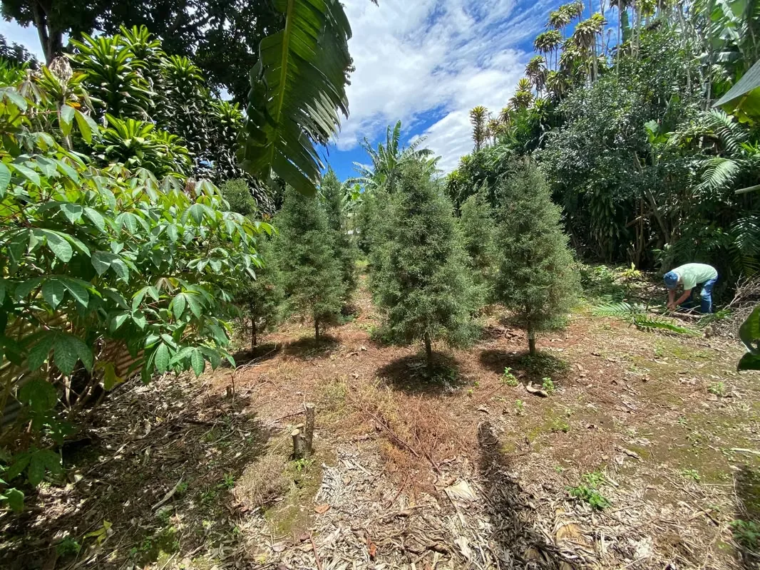 Lindo lote en residencial Monserrat Área 385 metros cuadrados. -10 metros de Frente. -Totalmente plano. -Dos Frentes: uno a calle pública, otro a zona verde pública. -Listo para ..., photo 3
