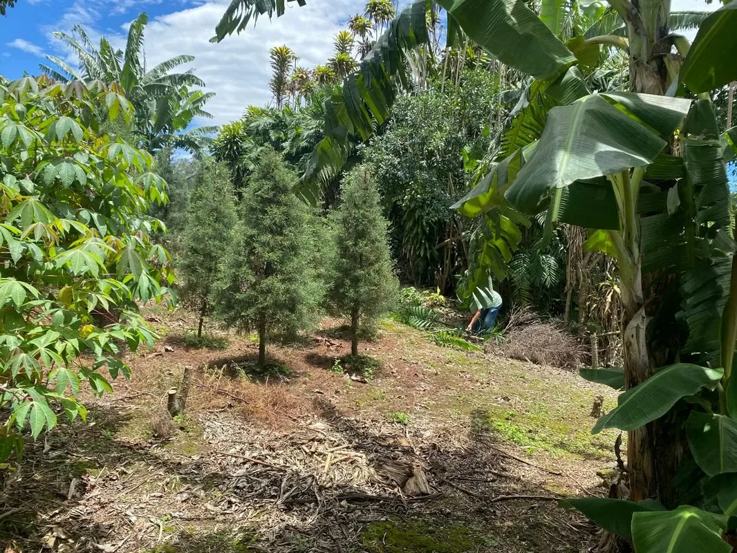 Lindo lote en residencial Monserrat Área 385 metros cuadrados. -10 metros de Frente. -Totalmente plano. -Dos Frentes: uno a calle pública, otro a zona verde pública. -Listo para ..., photo 5