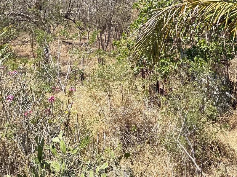 8 Bed Single Family Homes For Sale in Tamarindo, photo 11