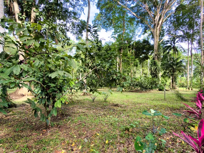 Land For Sale in Cahuita, photo 12