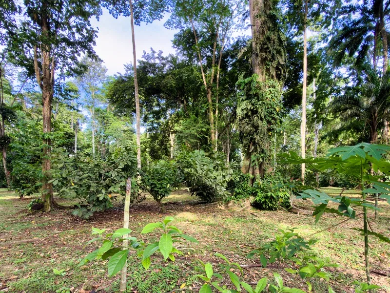 Land For Sale in Cahuita, photo 14