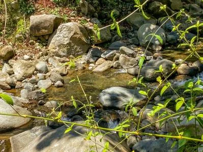 Terreno selvático de 2,46 acres en venta en Ojochal, con límite fluvial., photo 8