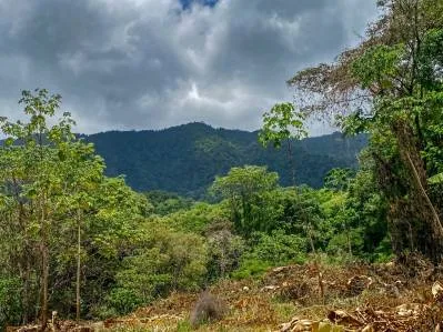 Terreno selvático de 2,46 acres en venta en Ojochal, con límite fluvial., photo 10