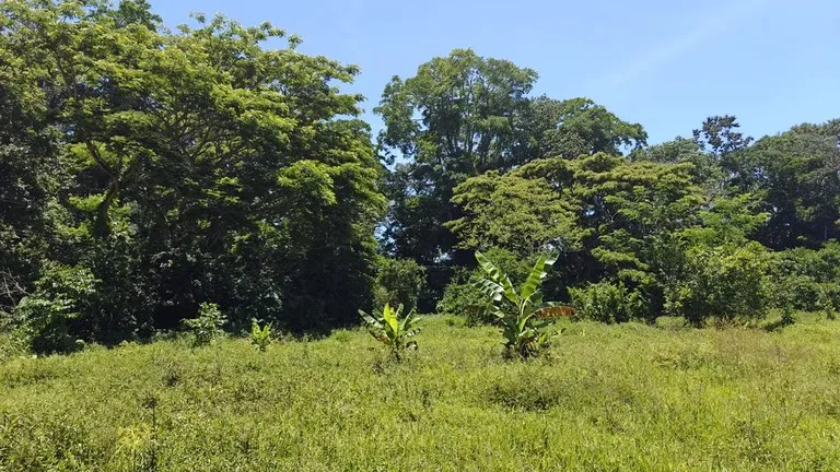 ID 924: El Cortijo: El Cortijo - Residential Lots for Sale in Hone Creek Near Puerto Viejo, photo 13