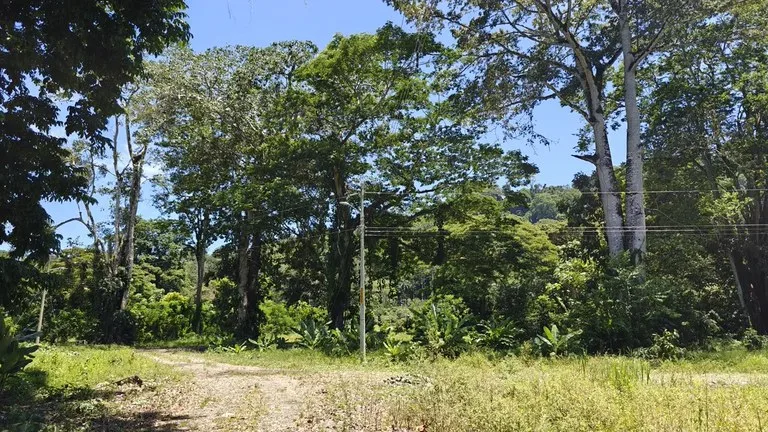 ID 924: El Cortijo: El Cortijo - Residential Lots for Sale in Hone Creek Near Puerto Viejo, photo 3