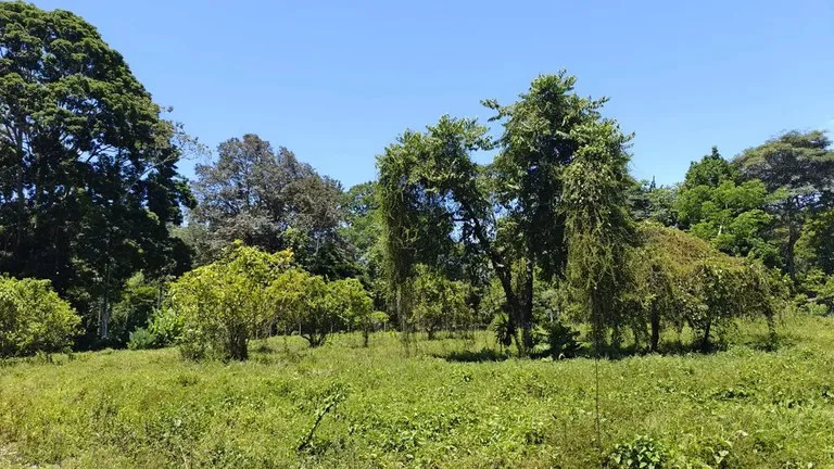ID 924: El Cortijo: El Cortijo - Residential Lots for Sale in Hone Creek Near Puerto Viejo, photo 5