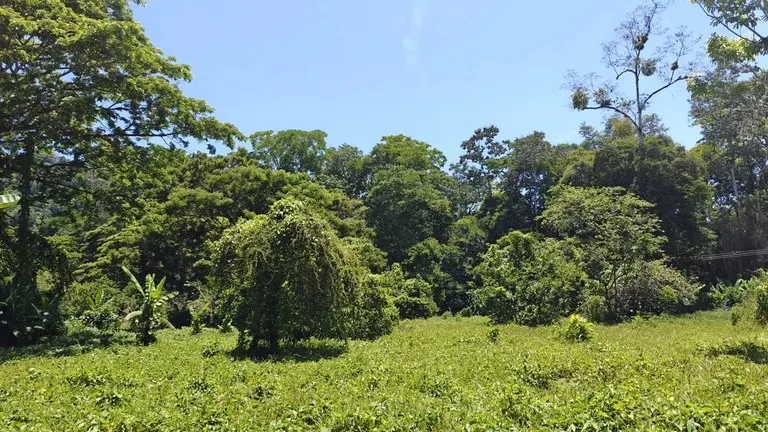 ID 924: El Cortijo: El Cortijo - Residential Lots for Sale in Hone Creek Near Puerto Viejo, photo 6