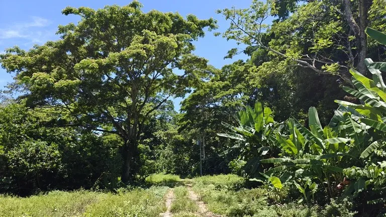 ID 924: El Cortijo: El Cortijo - Residential Lots for Sale in Hone Creek Near Puerto Viejo, photo 8