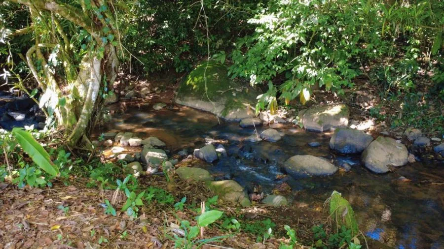 LOTE PLANO EN VENTA EN LAS MERCEDES DE CAJÓN, PÉREZ ZELEDÓN – 3.121 m² CON RÍO - Venta en Perez Zeledón, photo 12