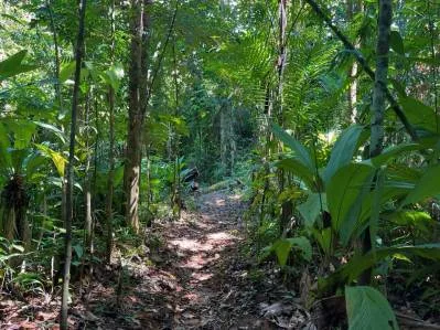 FINCA CERRO DEL TIGRE! OVER 20 ACRES OF PRIMARY FOREST AND WATERFALLS., photo 4
