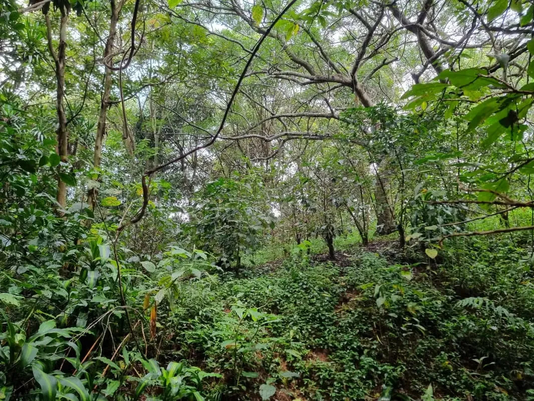 Lot for Sale in Sarchí – 5,322 m² (1.315 Acres)