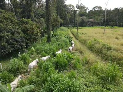 Construya su Finca de Ensueño en 29 Acres con Río – Naturaleza y Comodidad a su Alcance, photo 6