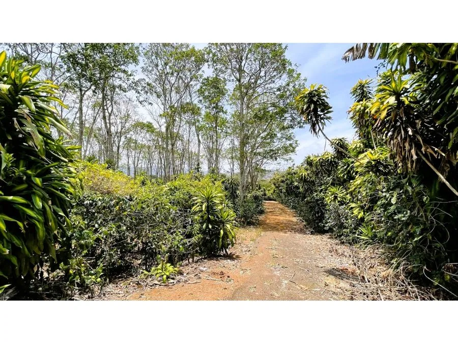 LOTE DE 5,608 m² EN VENTA EN SAN ISIDRO, SAN RAMON