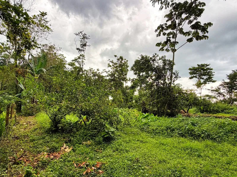 5 Bed Single Family Homes For Sale in Guapiles, photo 30
