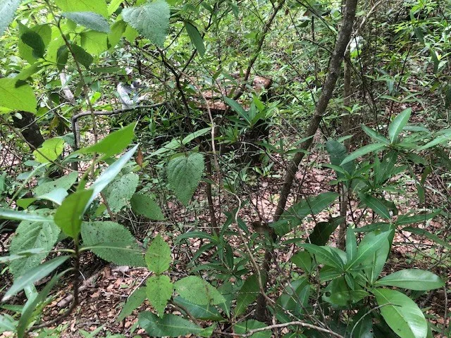 Mountain Farm for Sale in Liberia – Nature, Privacy, and High Investment Potential, photo 12