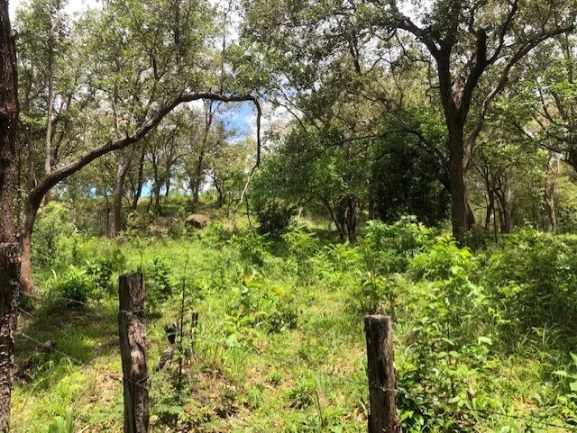 Mountain Farm for Sale in Liberia – Nature, Privacy, and High Investment Potential, photo 13