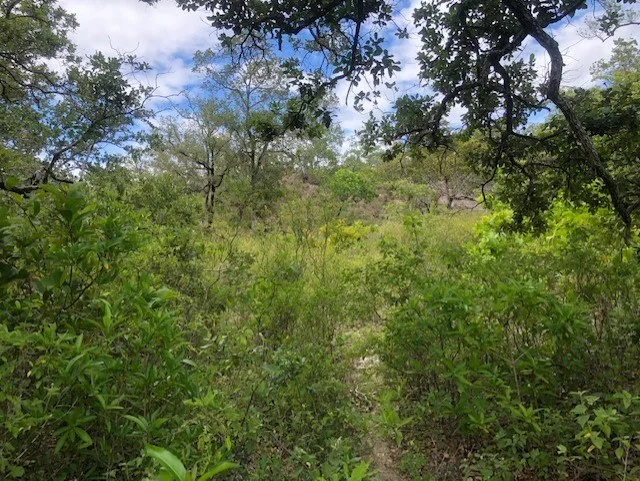 Mountain Farm for Sale in Liberia – Nature, Privacy, and High Investment Potential, photo 14