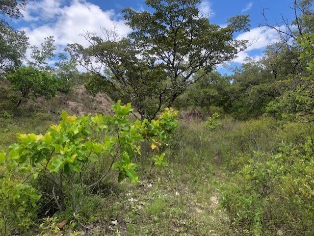 Mountain Farm for Sale in Liberia – Nature, Privacy, and High Investment Potential, photo 15