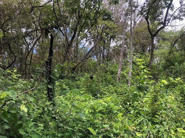 Mountain Farm for Sale in Liberia – Nature, Privacy, and High Investment Potential, photo 5