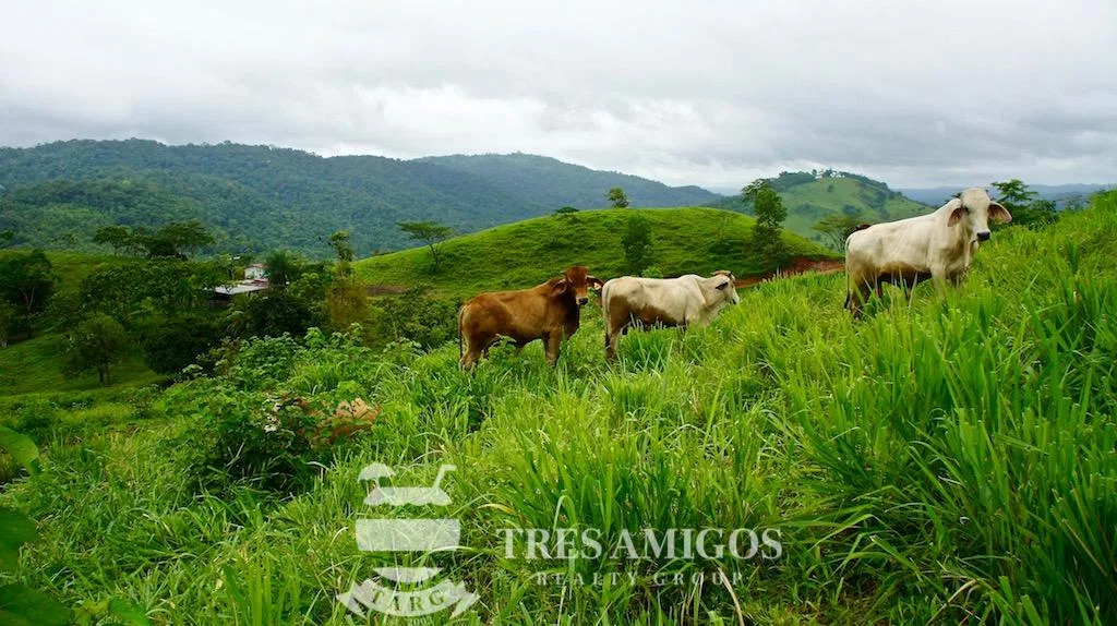 Los Gauchos Ranch, photo 5