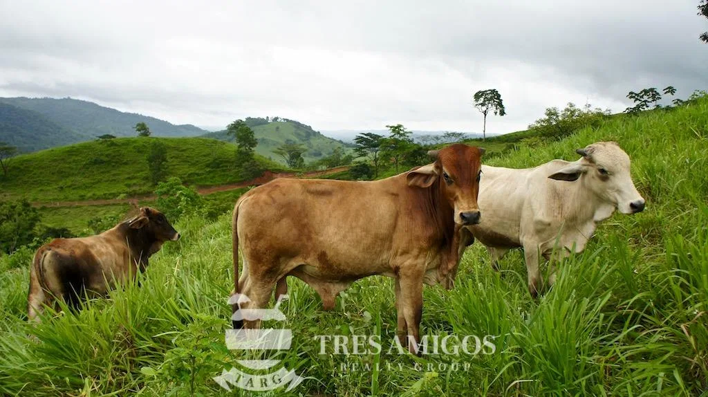Los Gauchos Ranch, photo 8