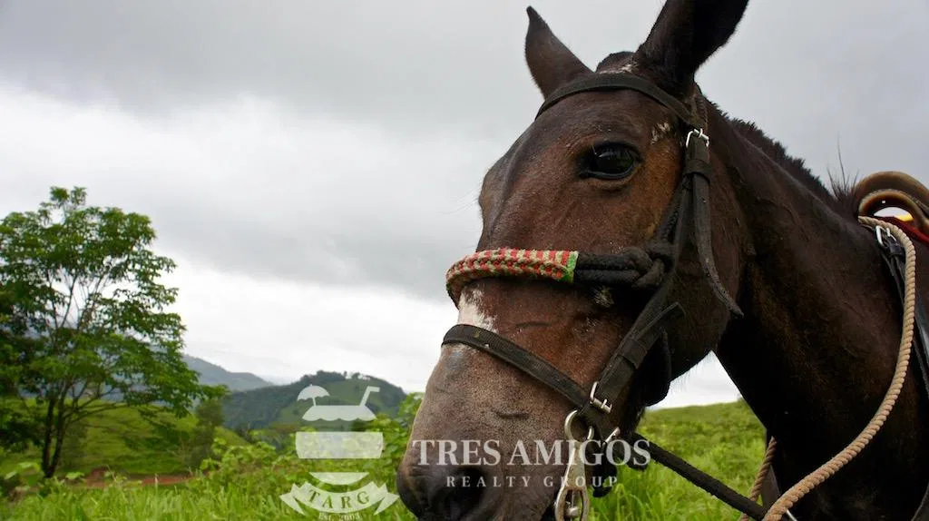 Los Gauchos Ranch, photo 9