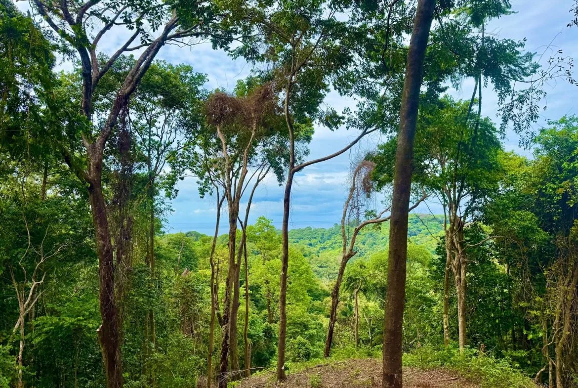 BUILDING PROPERTY WITH OCEAN VIEWS, IN CINCO VENTANAS – 7 ACRES, photo 4
