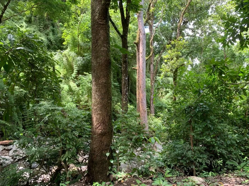 Waterfall Farm with River and Forest – 38 Hectares near Carmona, Nicoya Peninsula, photo 3