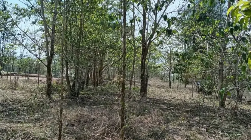 Oportunidad única para desarrollar su proyecto en una de las zonas más codiciadas del Pacífico. Este amplio lote de 6.693 m² se encuentra en Las Delicias de Cóbano, ..., photo 2
