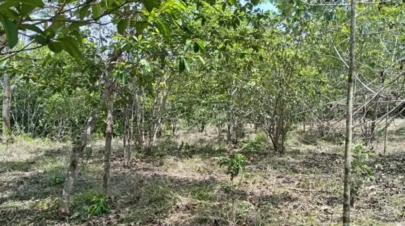 Oportunidad única para desarrollar su proyecto en una de las zonas más codiciadas del Pacífico. Este amplio lote de 6.693 m² se encuentra en Las Delicias de Cóbano, ..., photo 5