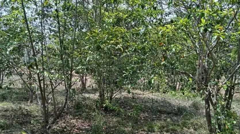 Oportunidad única para desarrollar su proyecto en una de las zonas más codiciadas del Pacífico. Este amplio lote de 6.693 m² se encuentra en Las Delicias de Cóbano, ..., photo 6