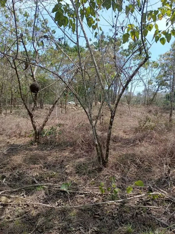 Oportunidad única para desarrollar su proyecto en una de las zonas más codiciadas del Pacífico. Este amplio lote de 6.693 m² se encuentra en Las Delicias de Cóbano, ..., photo 8