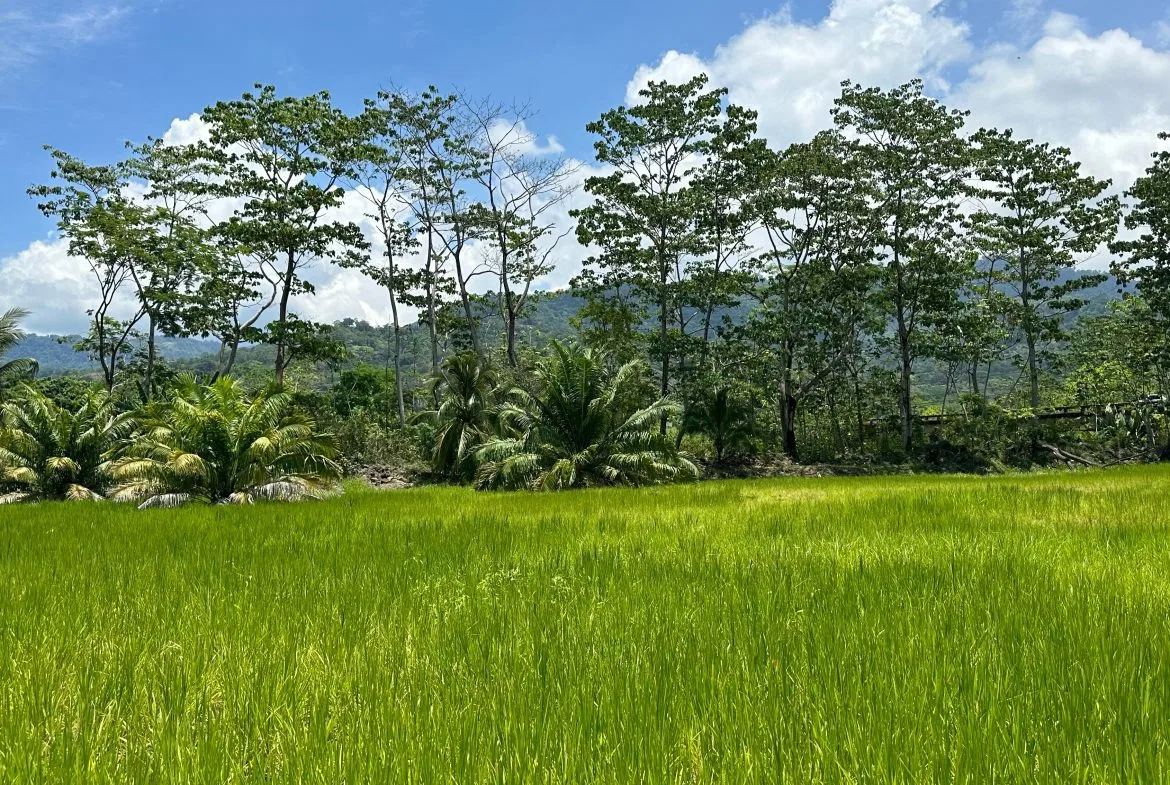 PRIME HIGH-PROFILE COMMERCIAL LAND – CORNER LOT – WITH RIVER FRONTAGE – 1.33 ACRES, photo 2