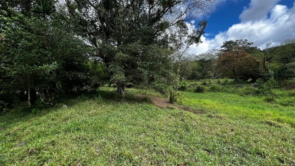 VENTA DE FINCA DE 10.9 HA FRENTE AL RIO EN VALLE DEL CHIRRIPO, SAN FRANCISCO DE RIVAS, PEREZ ZELEDON - Venta en Pérez Zeledón, photo 2