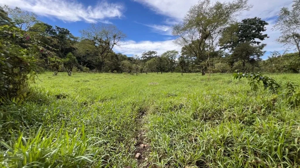 VENTA DE FINCA DE 10.9 HA FRENTE AL RIO EN VALLE DEL CHIRRIPO, SAN FRANCISCO DE RIVAS, PEREZ ZELEDON - Venta en Pérez Zeledón, photo 5