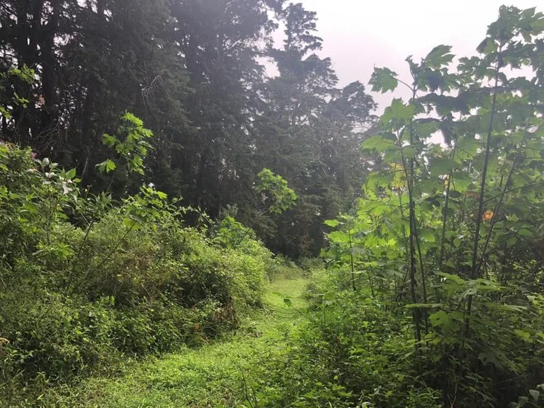 Horse ranch mountain farmland with its own stable`s in San Rafael, Heredia, photo 8