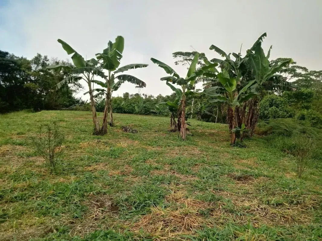 Farm for sale., photo 2