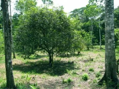Lote Grande, photo 2