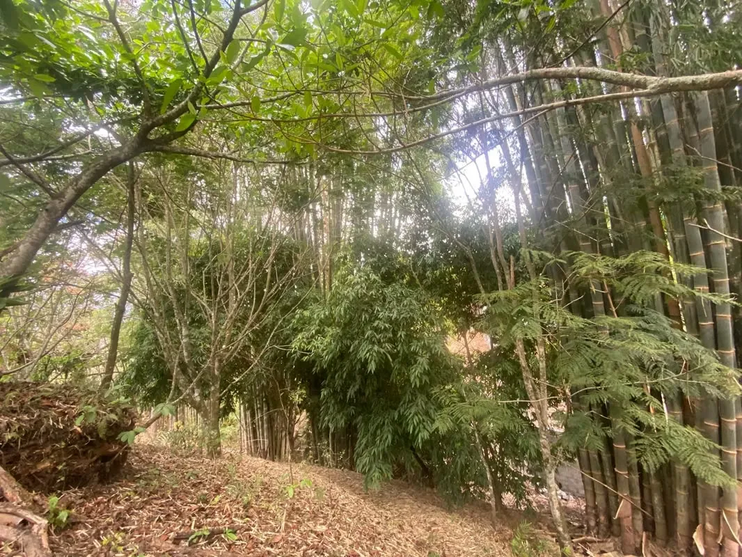 Esta hermosa finca ofrece vistas panorámicas al Valle Central, ...