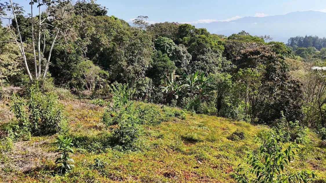Land for sale in La Ceniza, Perez Zeledon, photo 11